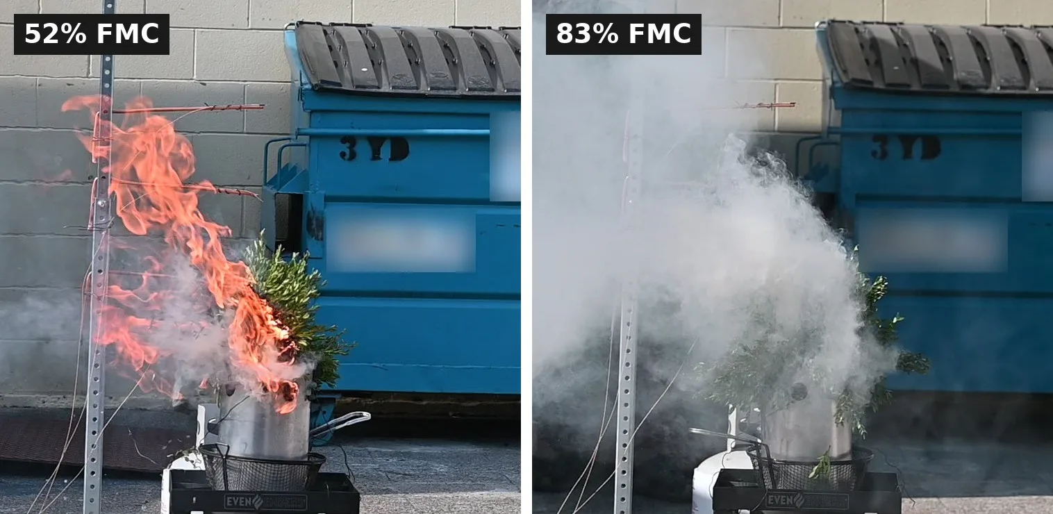Two boxwood shrubs after the torch: at 52% FMC the canopy is in flames; at 83% it only smokes.